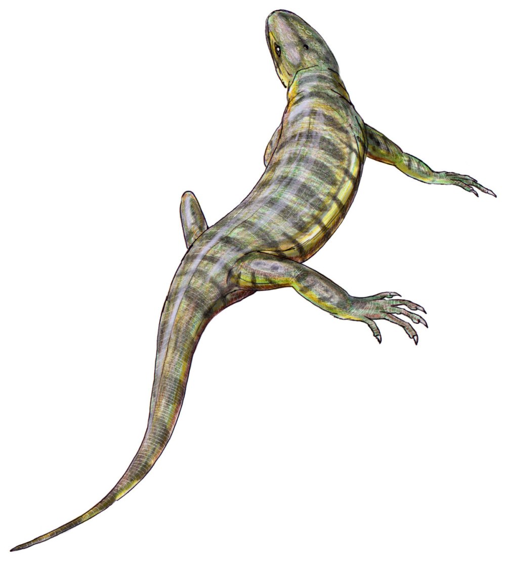 Hylonomus lyelli