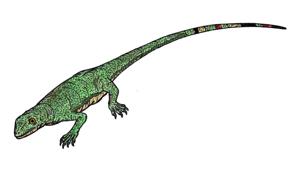 Petrolacosaurus Kansensis