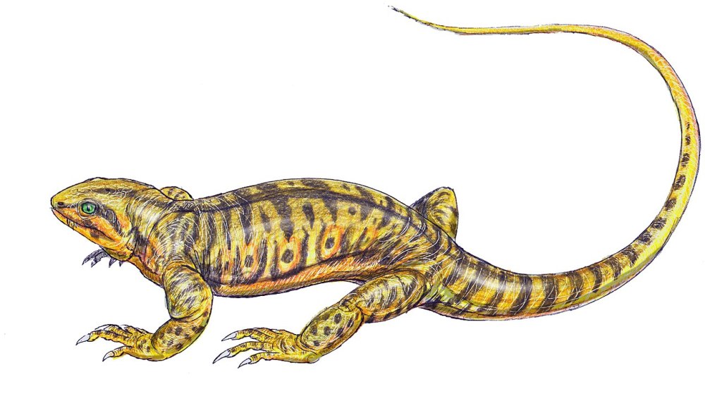 Archaeothyris Florensis