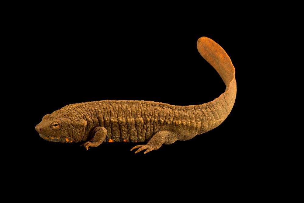 Paramesotriton hongkongensis