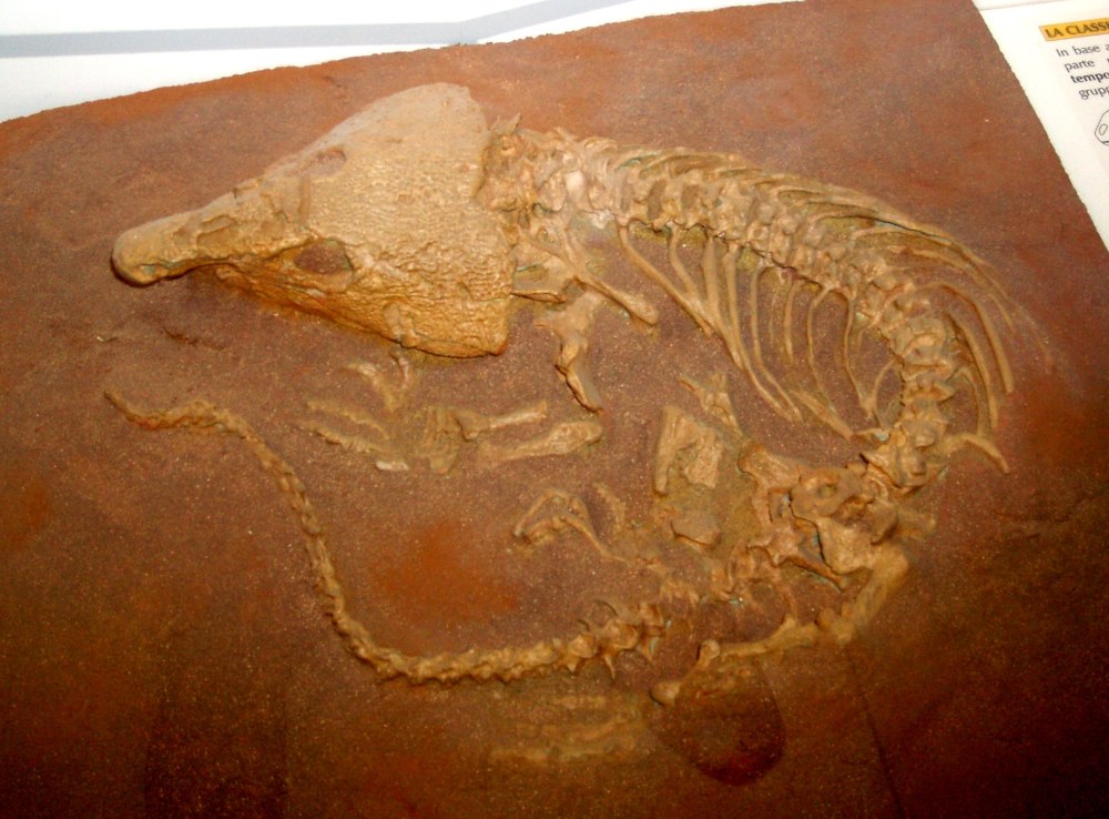 Labidosaurus hamatus