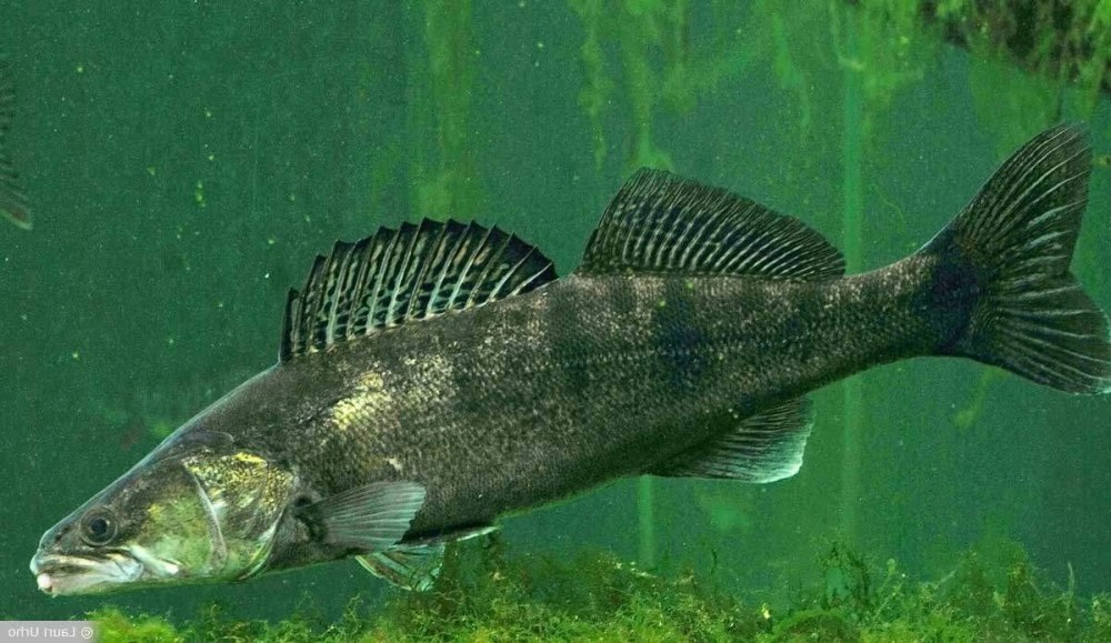 Судак (Stizostedion lucioperca)