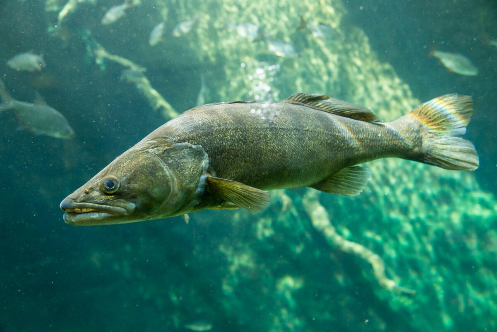 Pike Perch Fish