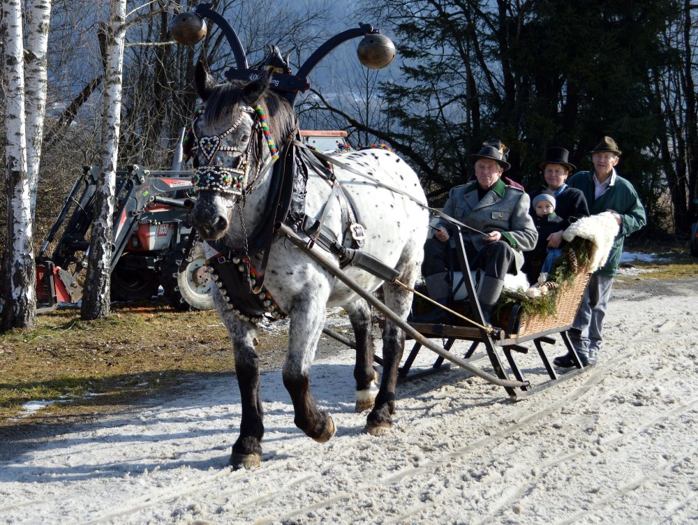 Норикийская порода лошадей