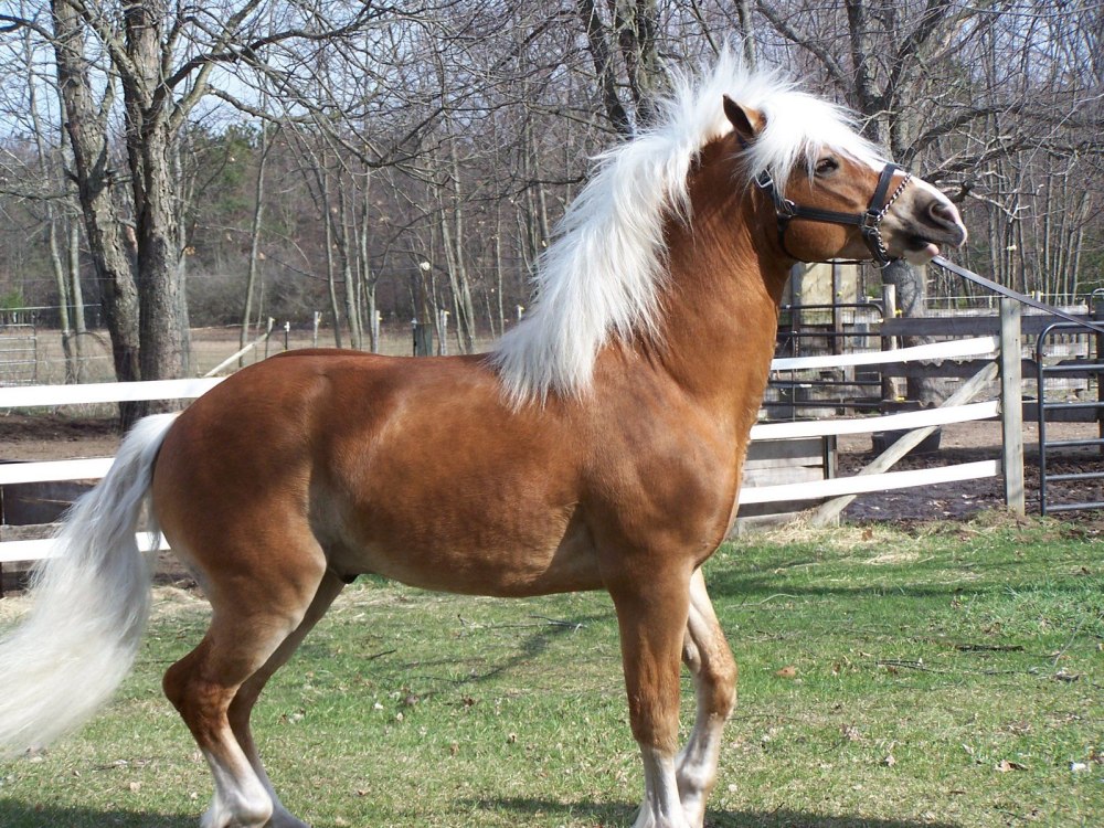 Авелинская порода лошадей