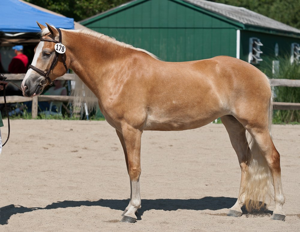 Авелинская порода лошадей