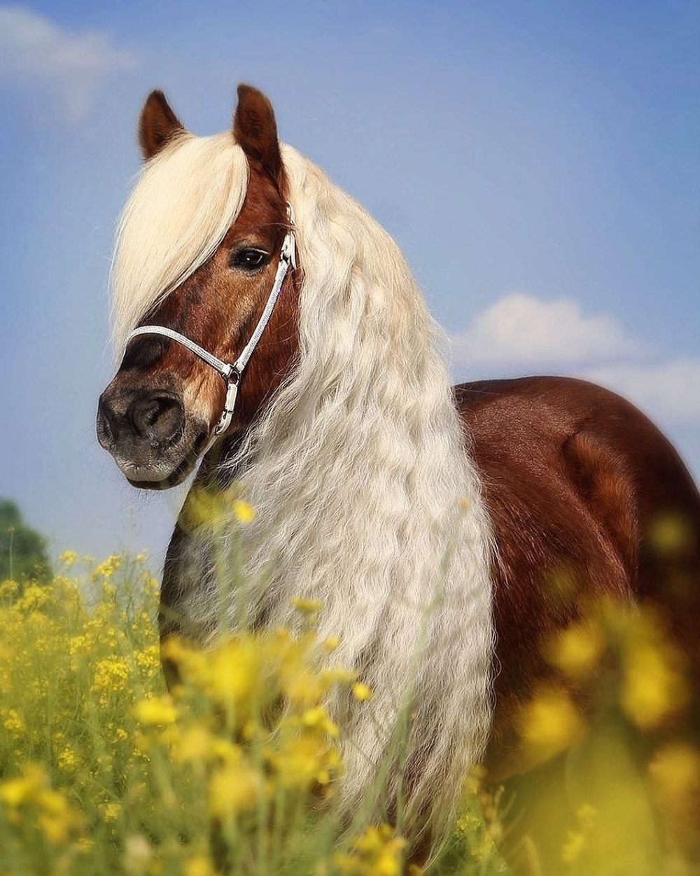 Хафлингер темный