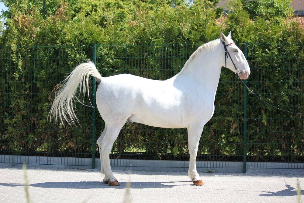 Лошади породы Липициан