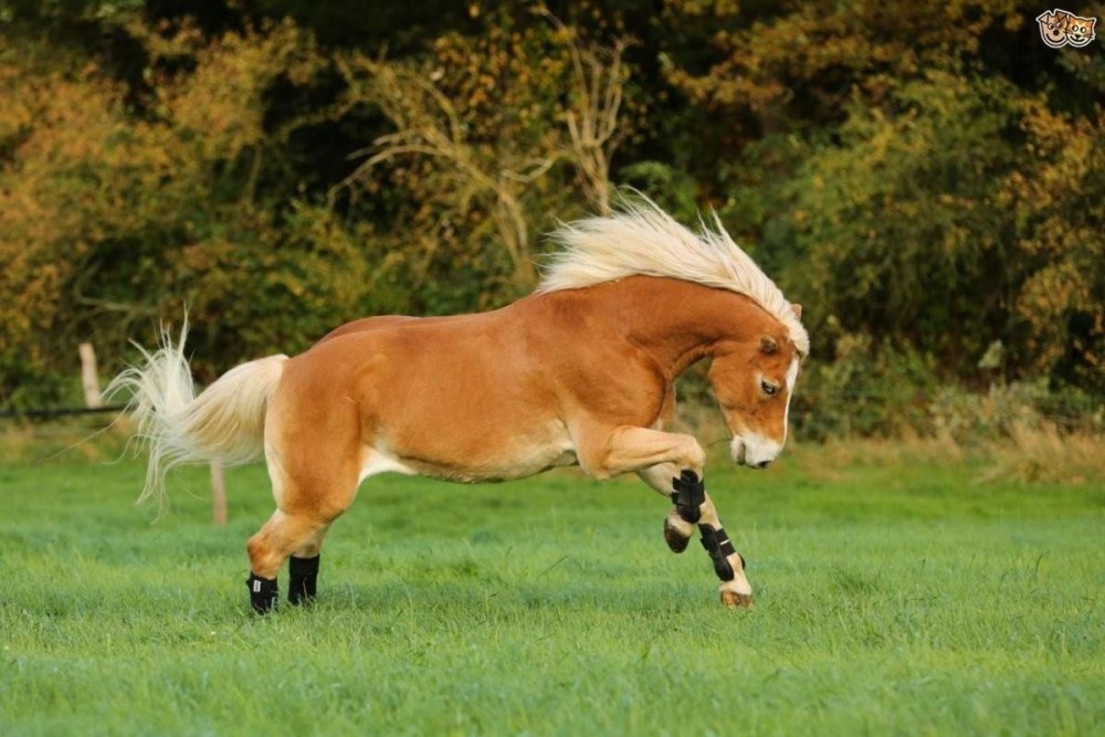 Лошадь "Хафлингер"