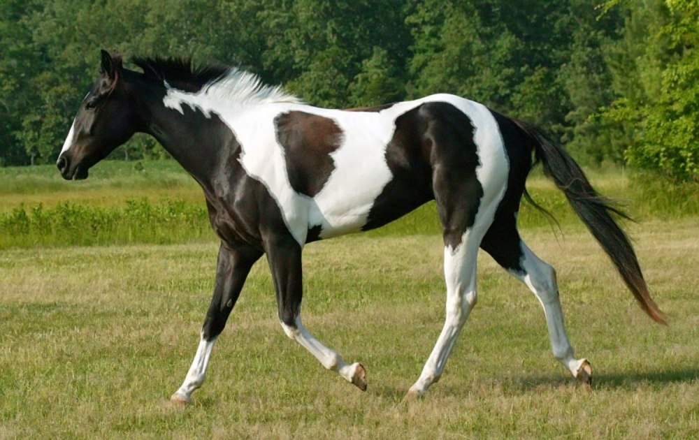 Лошадь породы Пинто