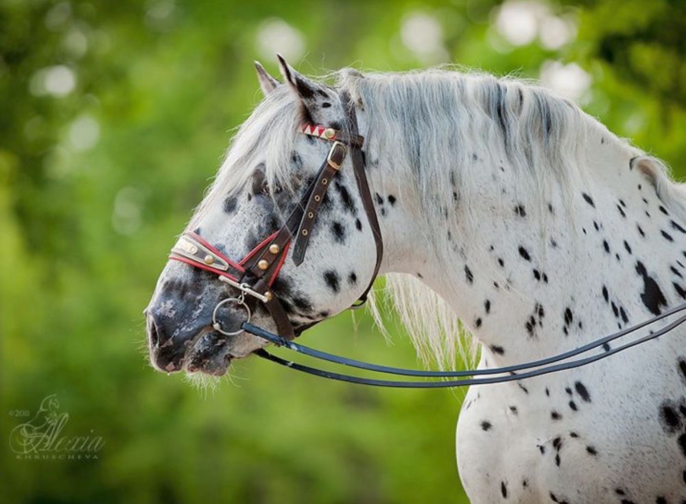 Аппалуза Норикийская