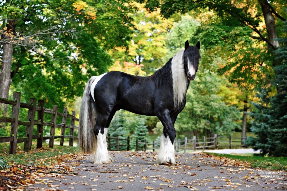 Пегая Фризская лошадь