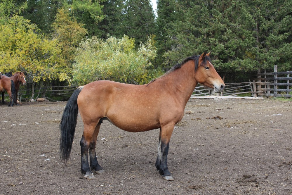 Алтайская лошадь + Новоалтайская лошадь