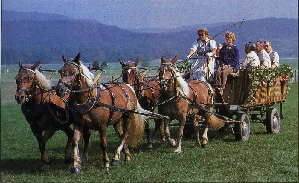 Пони Австрия