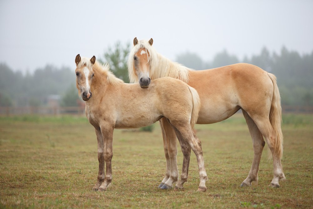 Жеребенок "Хафлингер"