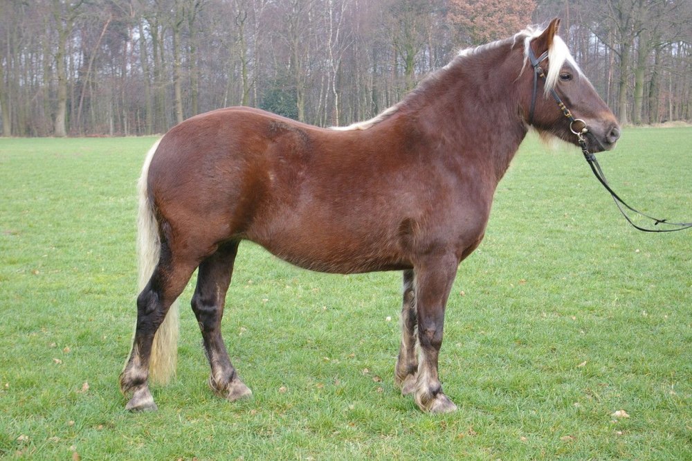 Аппалуза Норикийская