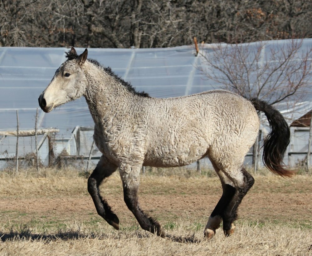 Забайкальская кучерявая порода лошадей