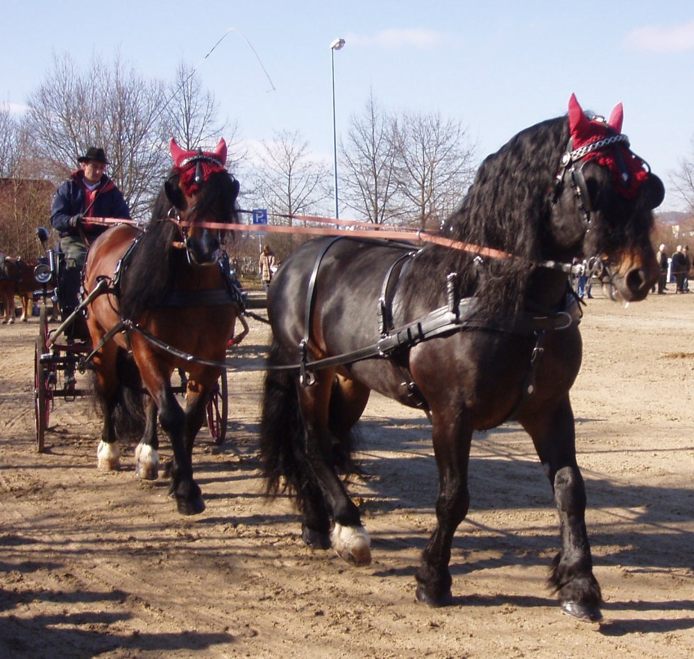 Пинцгауэр лошадь