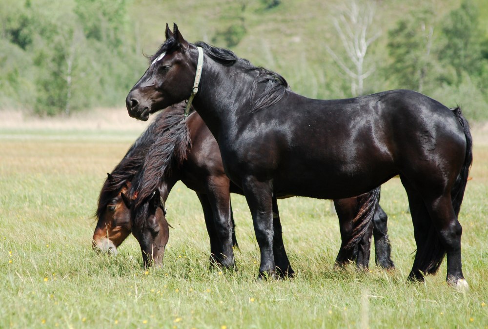 Пинцгауэр лошадь