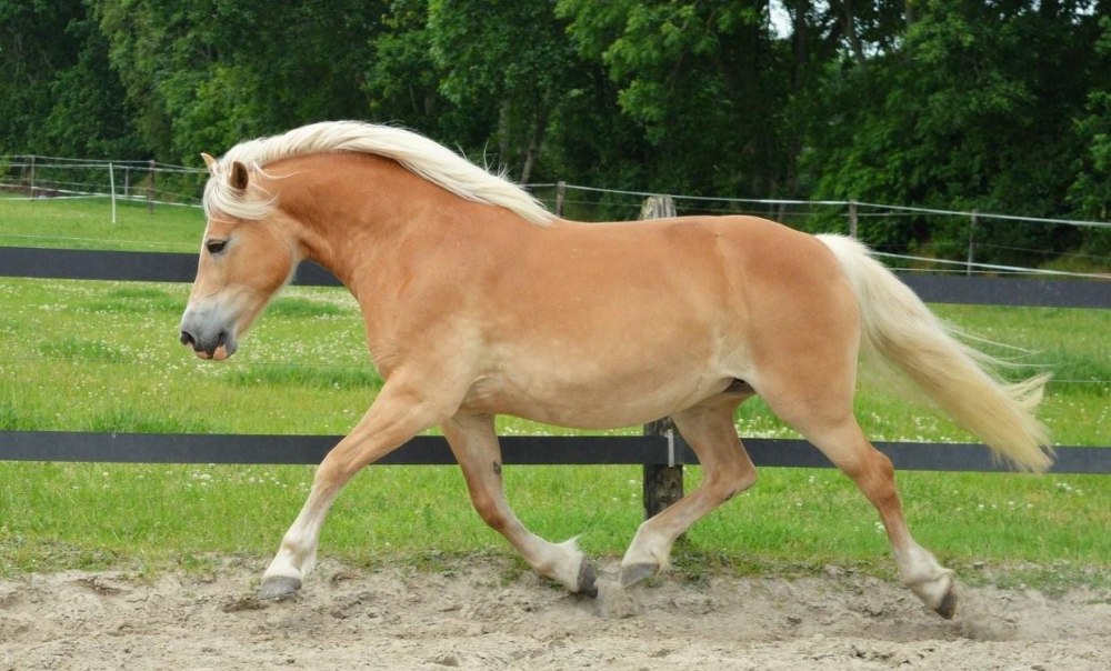 Хафлингер масти лошадь