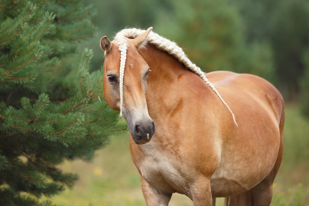 Хафлингер масти лошадь