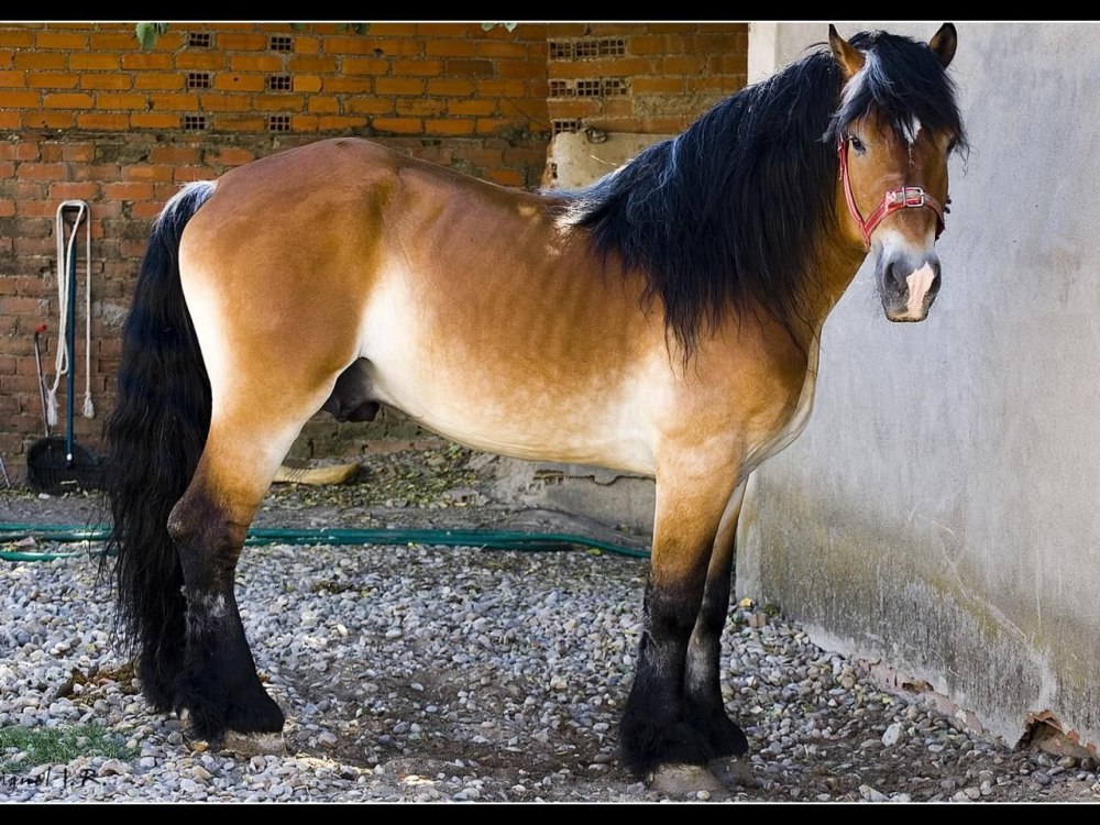 Французский тяжеловоз Першерон