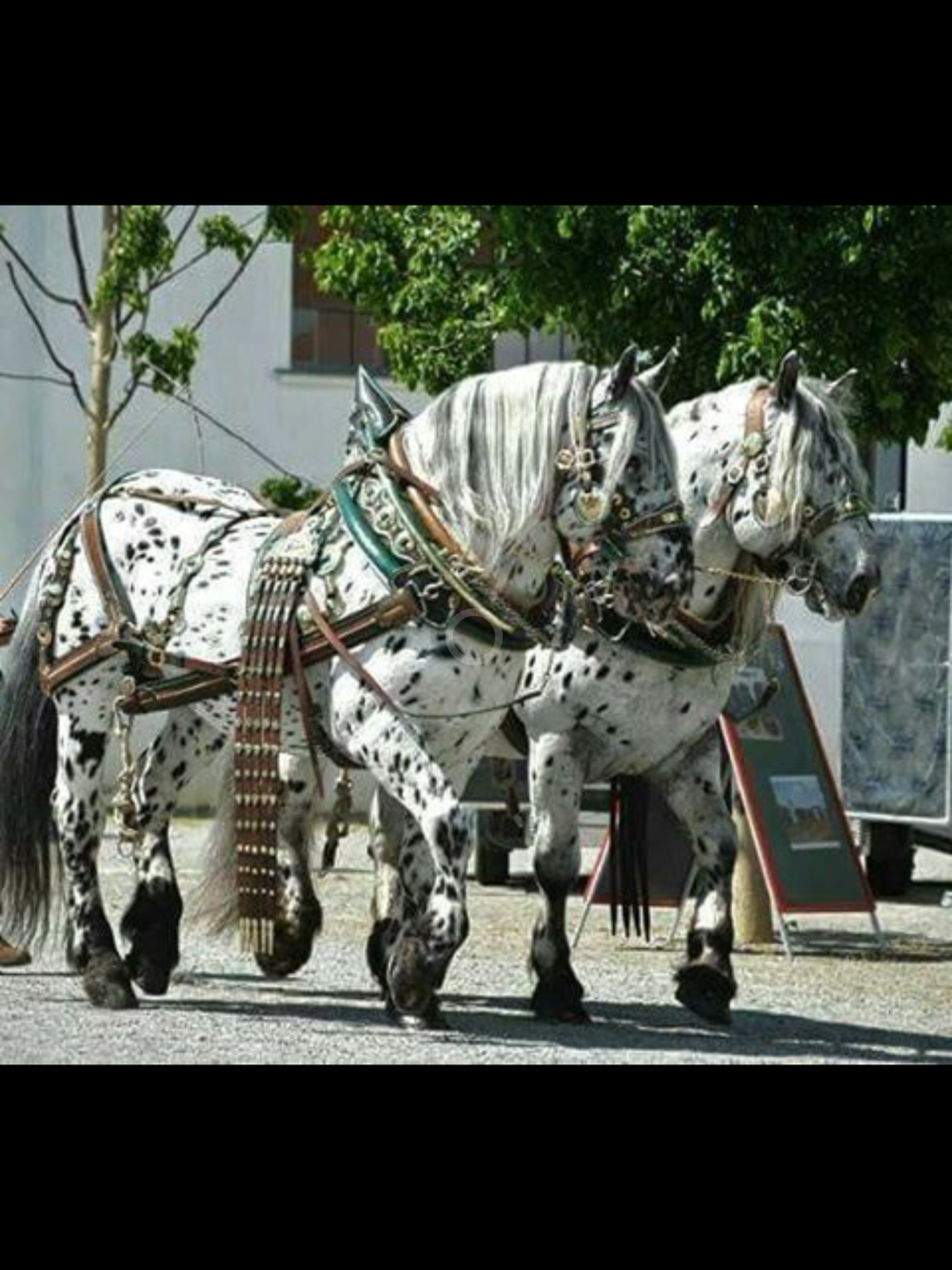 Норикийская порода лошадей