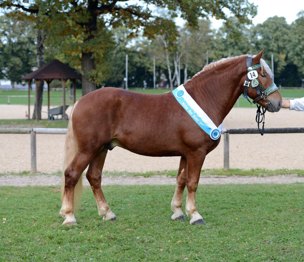 Норикер лошадь