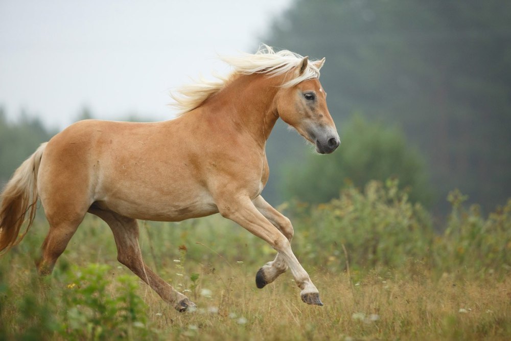 Хафлингер порода лошадей