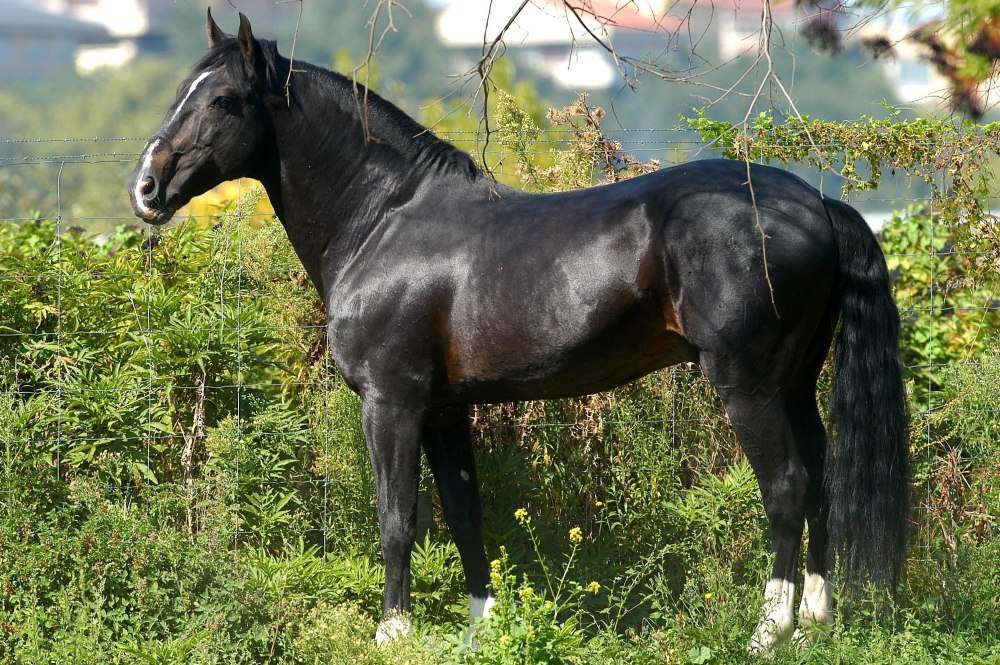 Берберийская порода лошадей