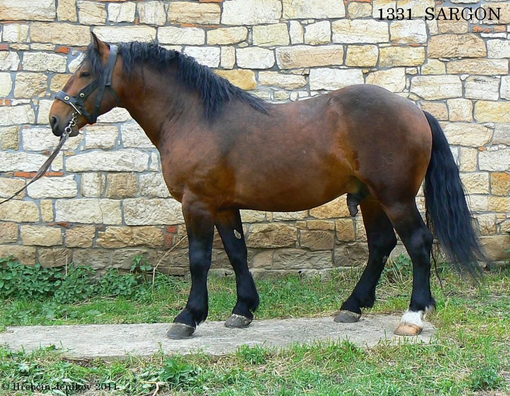 Фото Норикийская лошадь