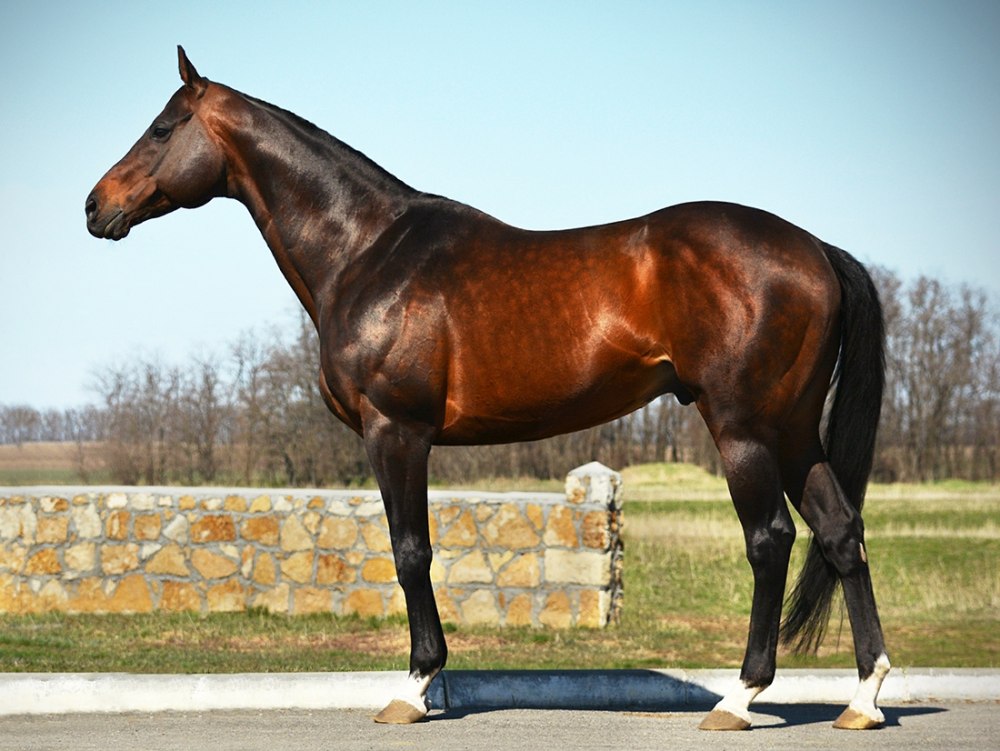 Чистокровная английская Скаковая