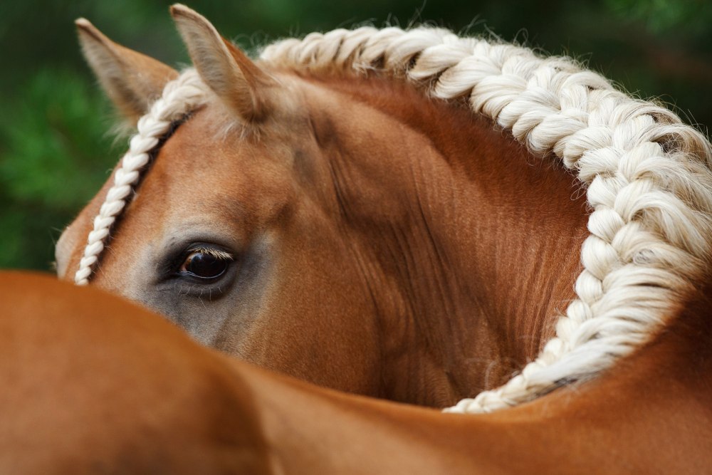 Хафлингер порода лошадей
