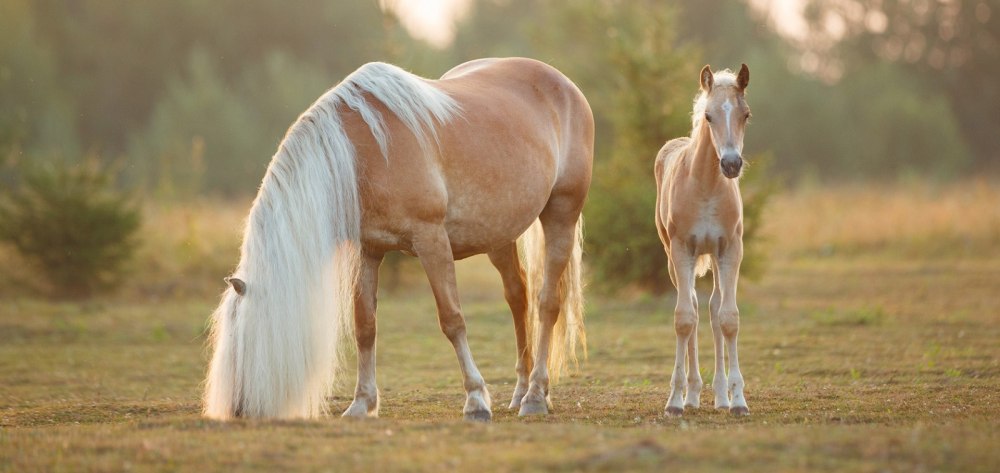 Хафлингер порода лошадей