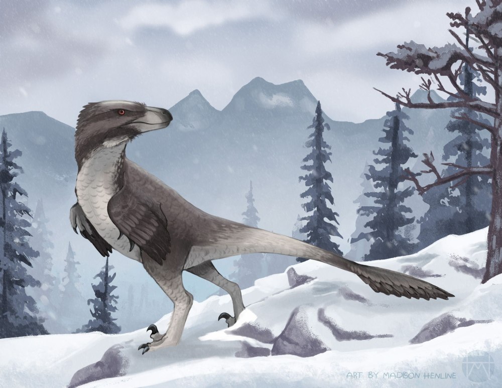 Dromaeosaurus albertensis