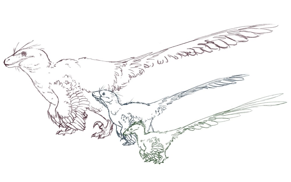 Velociraptor Wallpaper