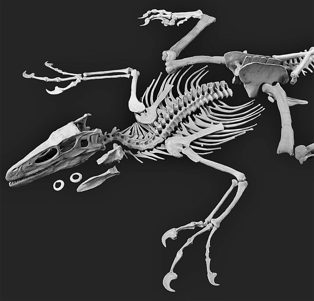 Deinonychus скелет