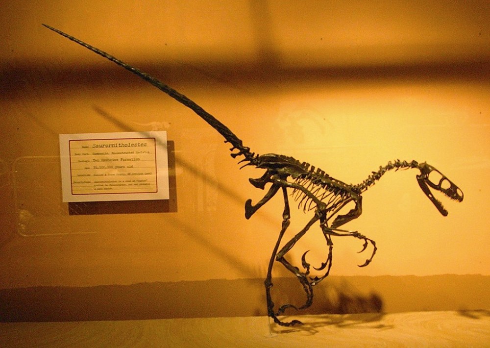 Saurornitholestes Skeleton