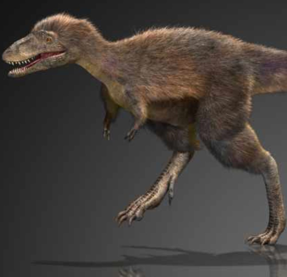 RAPTOREX kriegsteini
