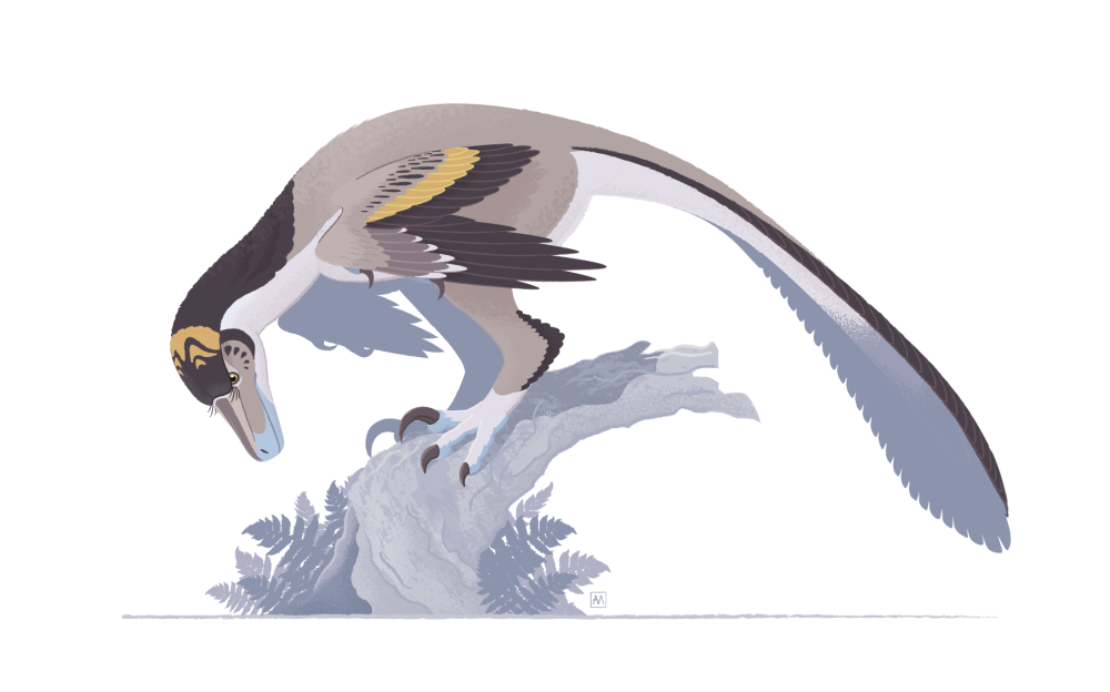 Variraptor