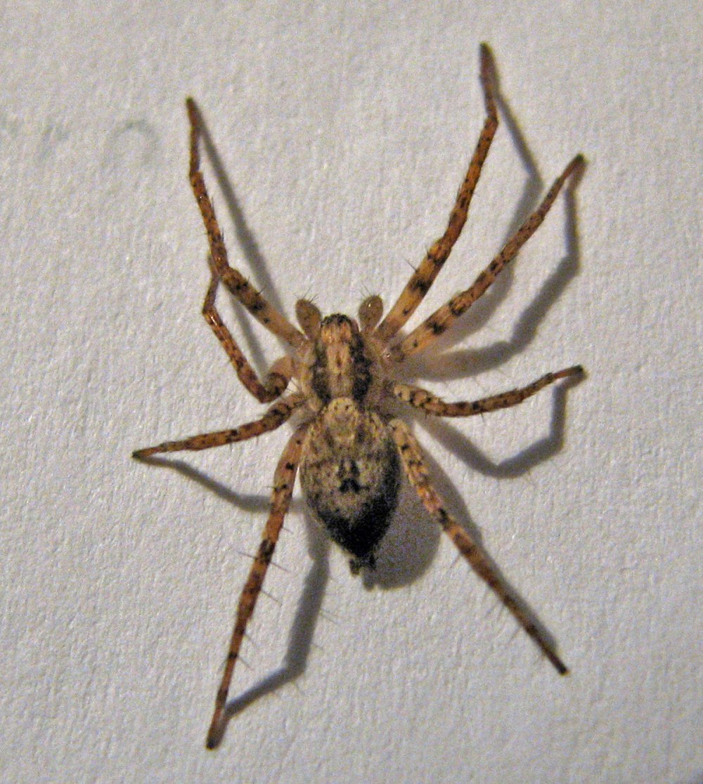 Паук семейства Anyphaenidae