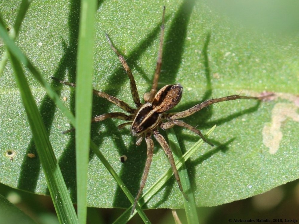 Pardosa Agrestis