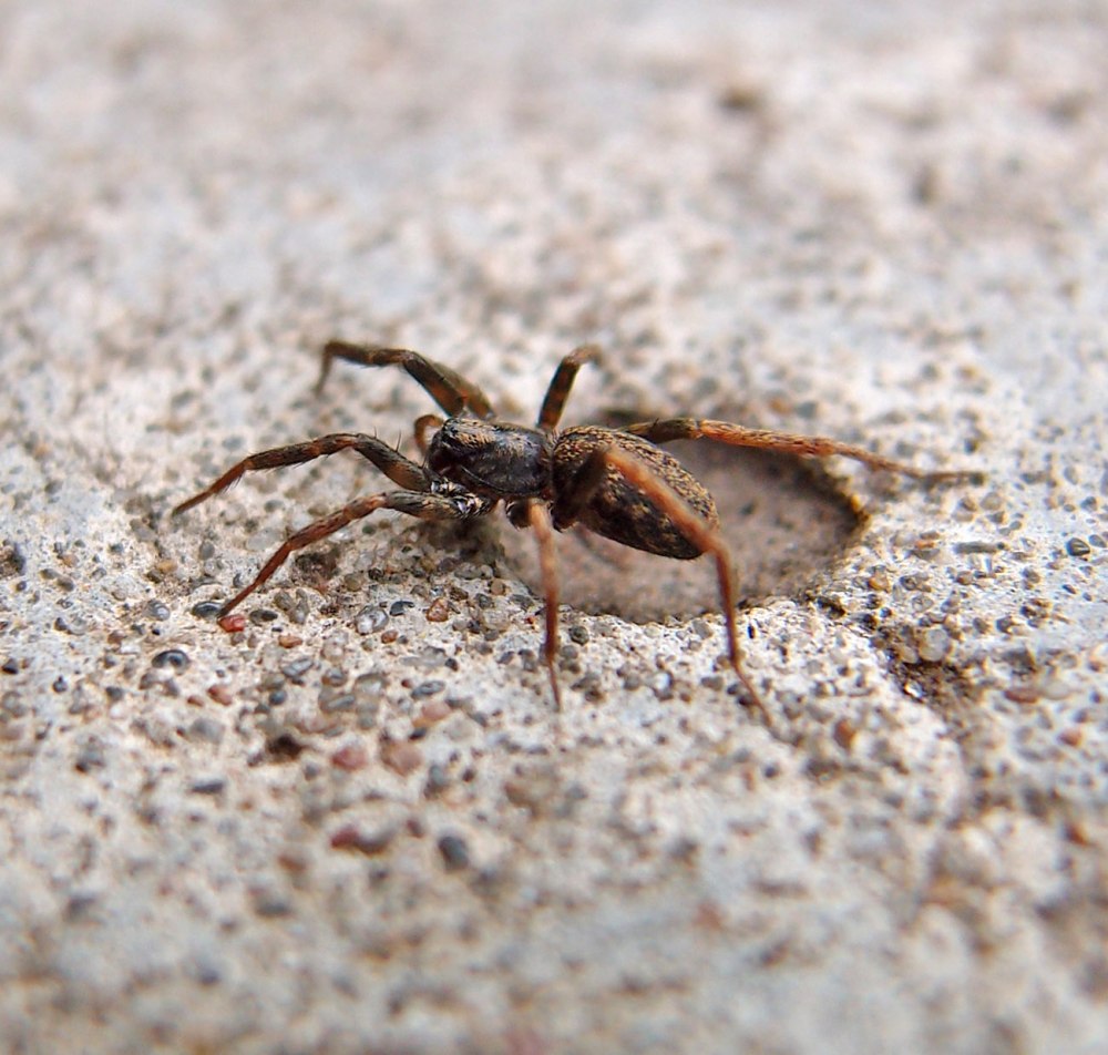 Пауки Pardosa glacialis