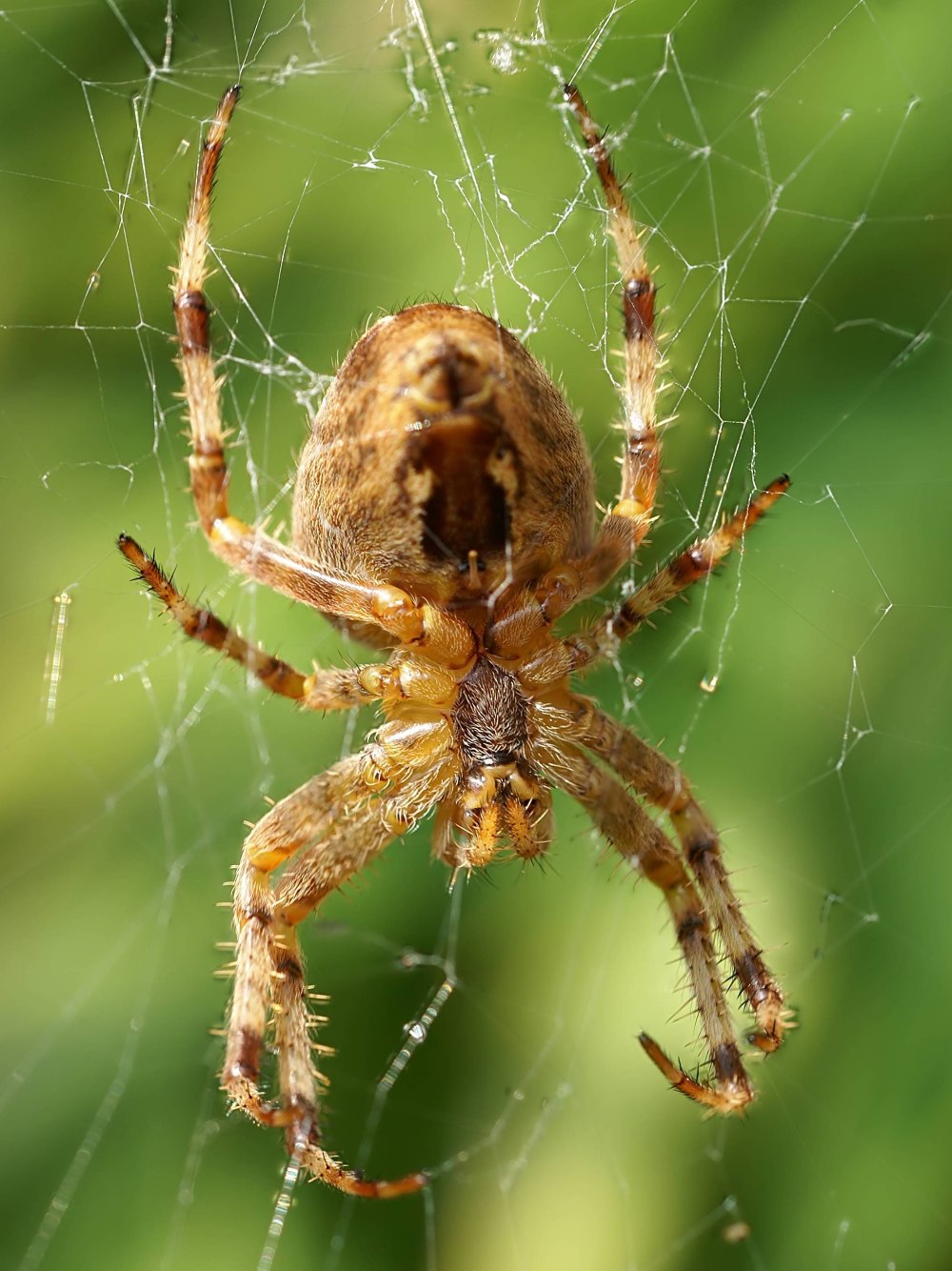 Araneus diadematus самец