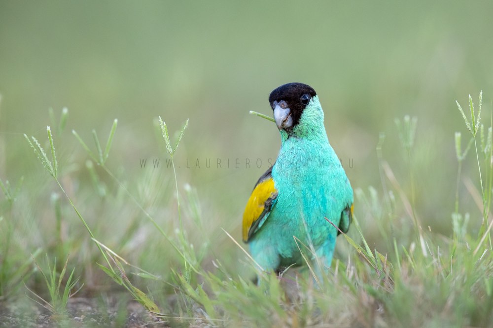 Hooded_Parrot Автор