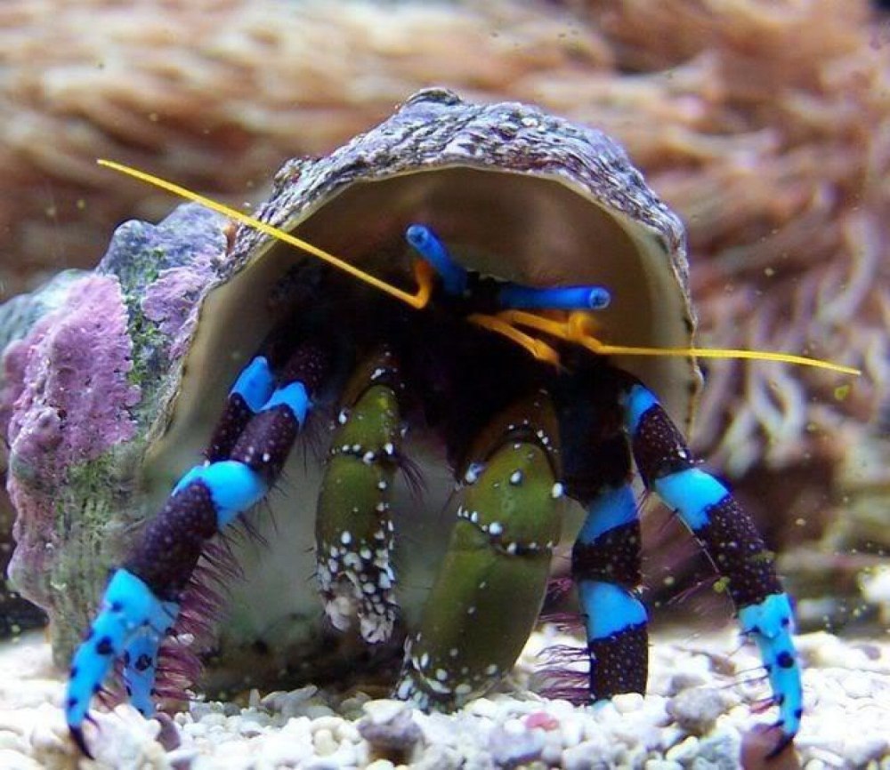 Calcinus elegans