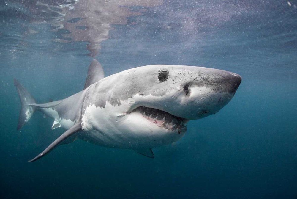 Carcharodon carcharias