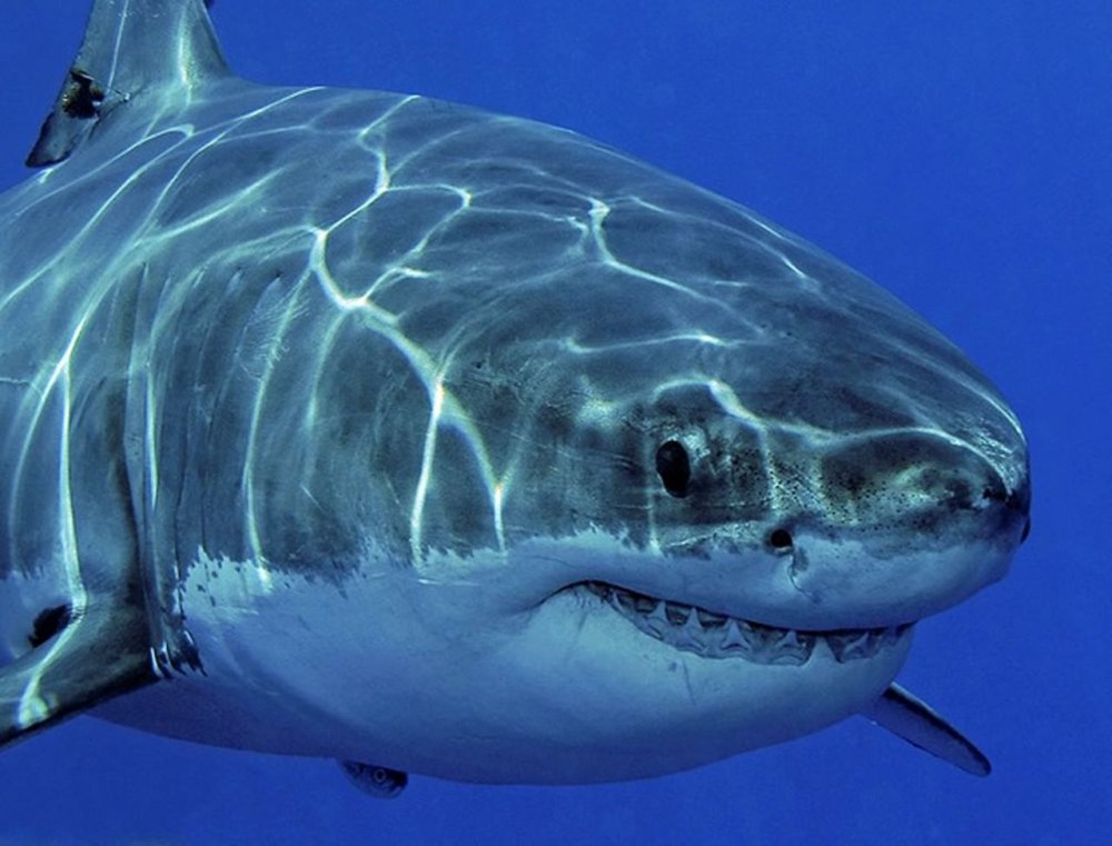 Carcharodon carcharias
