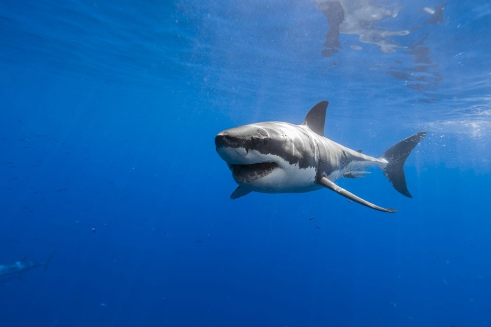 Большая белая акула (Carcharodon carcharias)