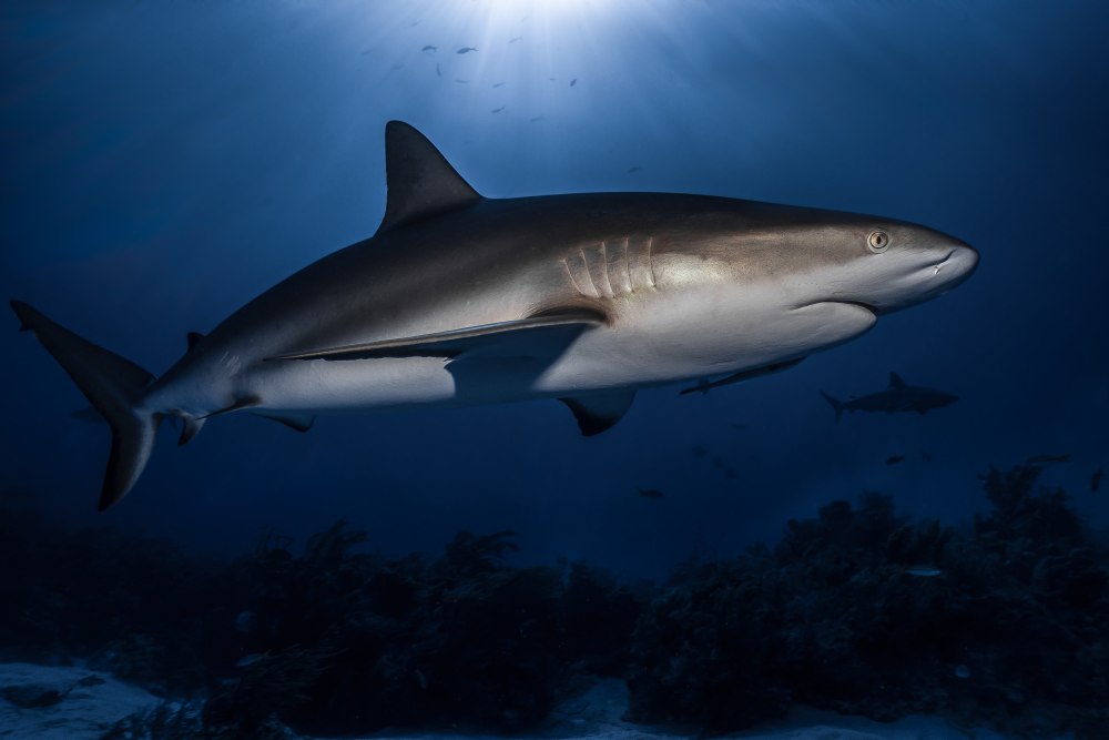 Carcharhinus acronotus